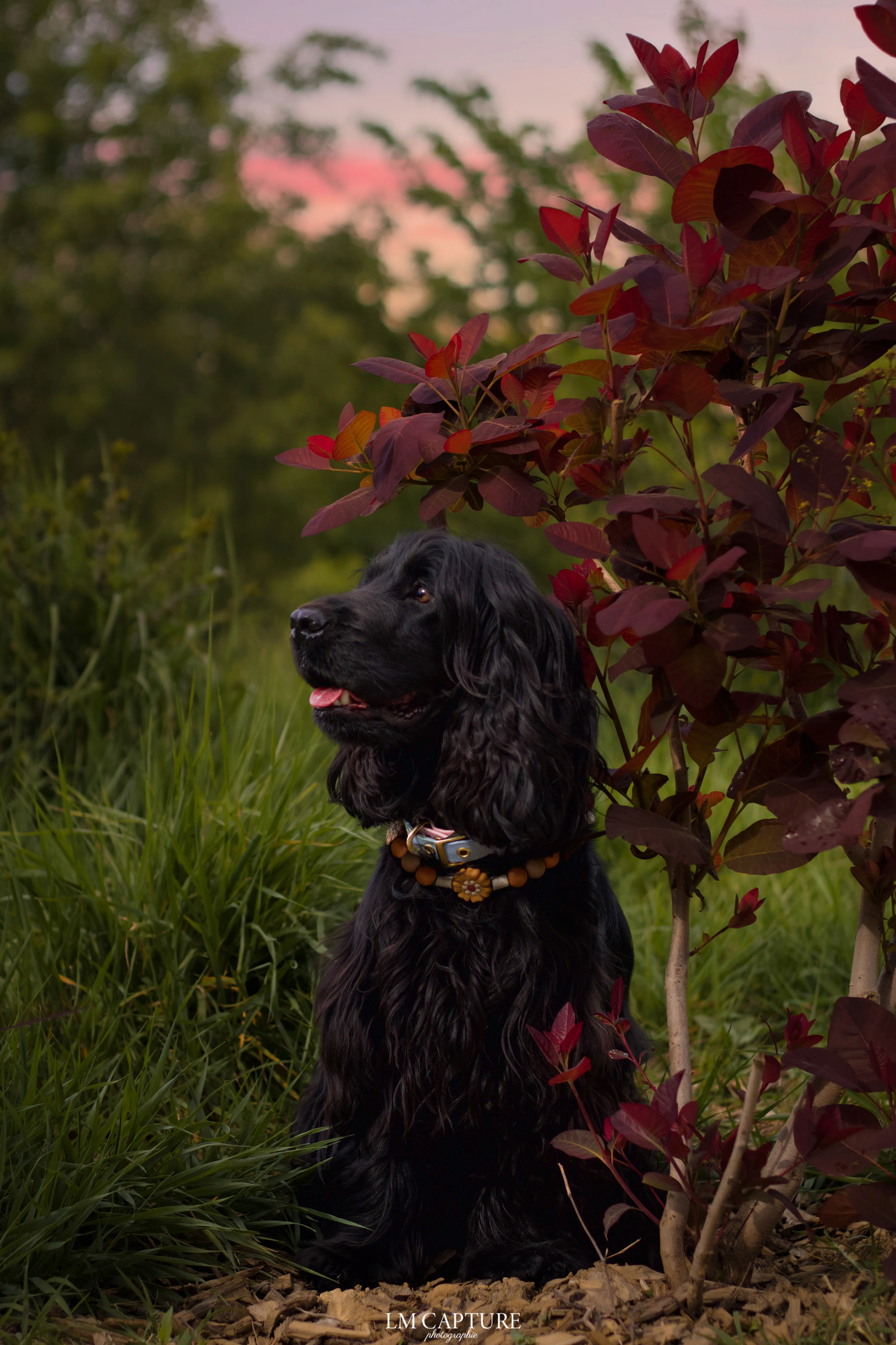 Portrait canin